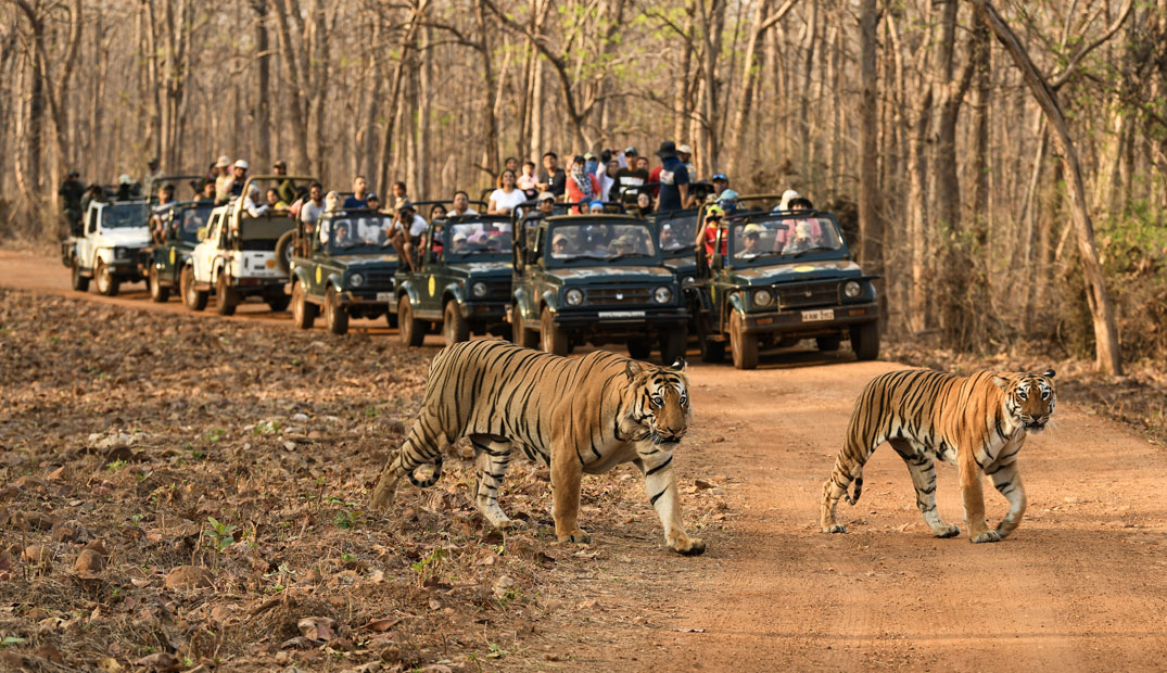 Ranthambore