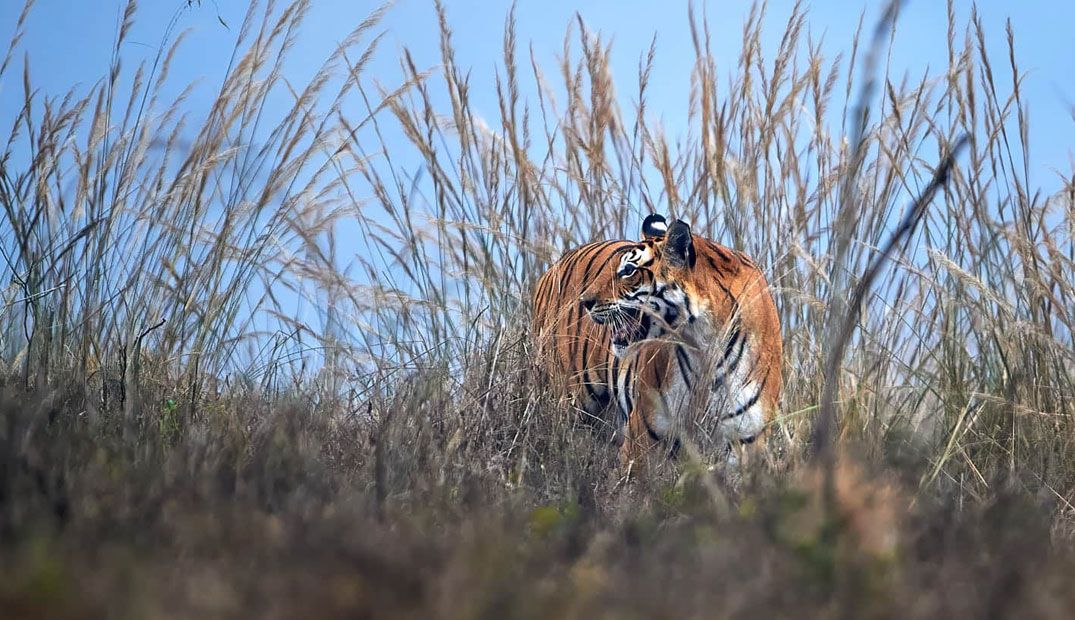 Ranthambore